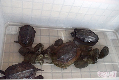 亀甲駅 亀甲 岡山県 卵かけご飯