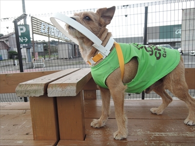 ドッグバンパー・イージー