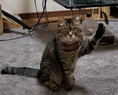 猫 電気 つける 犯人 明かり スイッチ ひも