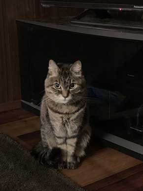 猫 電気 つける 犯人 明かり スイッチ ひも