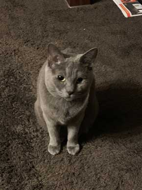 猫 電気 つける 犯人 明かり スイッチ ひも