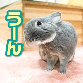 うさぎのふうた