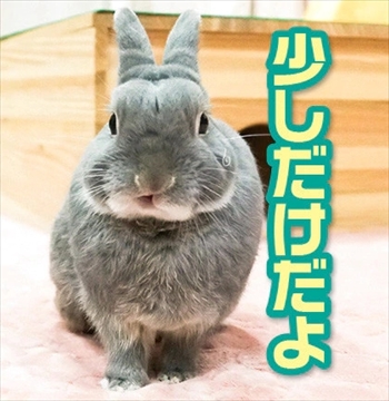 うさぎのふうた