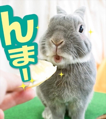 うさぎのふうた