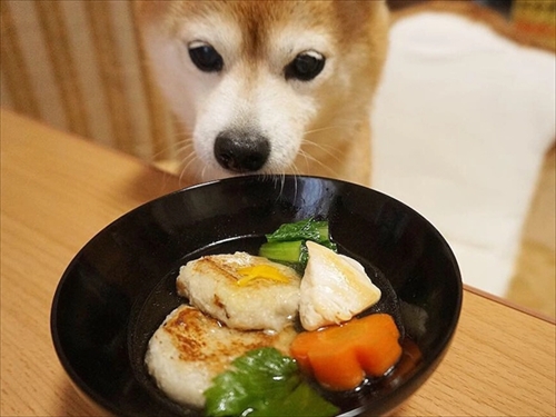 豆柴こむぎの部屋
