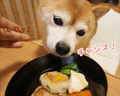 豆柴こむぎの部屋