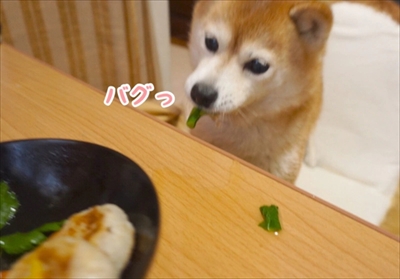 豆柴こむぎの部屋