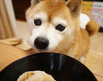 豆柴こむぎの部屋