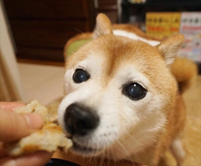 豆柴こむぎの部屋