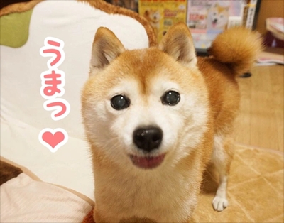 豆柴こむぎの部屋