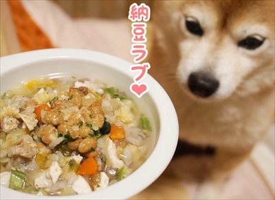 豆柴こむぎの部屋