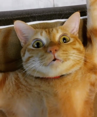 目を覚ましたレオさん