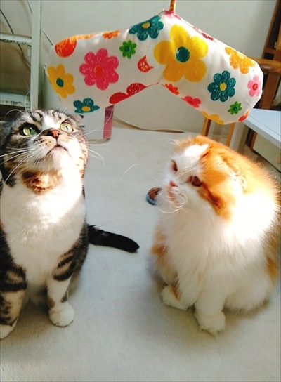 なめネコれおくんピーチくん