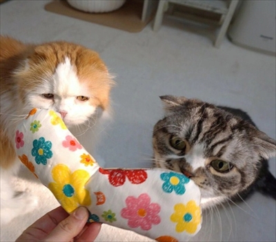 なめネコれおくんピーチくん