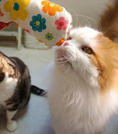 なめネコれおくんピーチくん