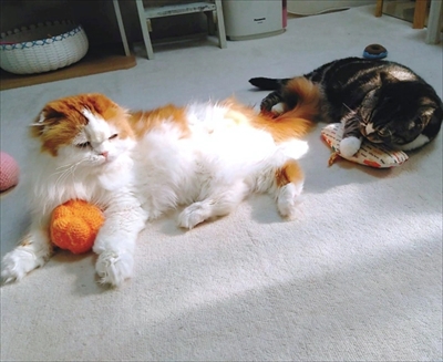 なめネコれおくんピーチくん