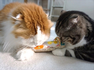 なめネコれおくんピーチくん