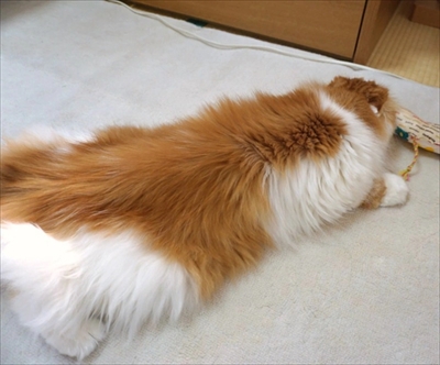 なめネコれおくんピーチくん