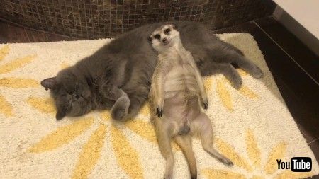 猫とミーアッキャット