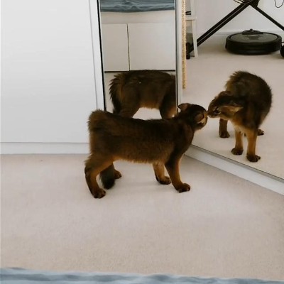 三面鏡vs猫ちゃん