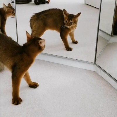 三面鏡vs猫ちゃん