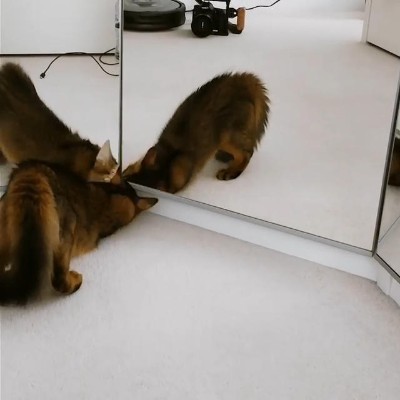 三面鏡vs猫ちゃん