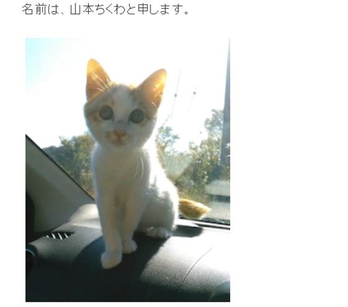 坂上忍 坂本ちくわ 猫 保護猫 保護犬 ペット 家族