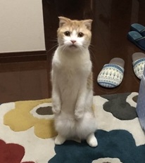 玄関で出迎える猫さん