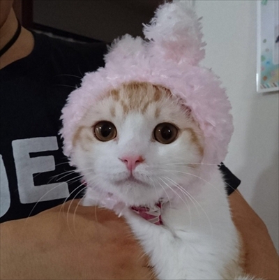 玄関で出迎える猫さん