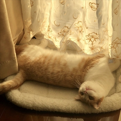 玄関で出迎える猫さん