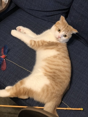 玄関で出迎える猫さん