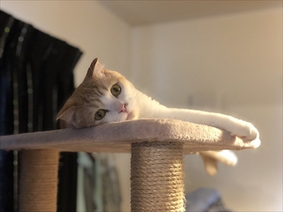 玄関で出迎える猫さん