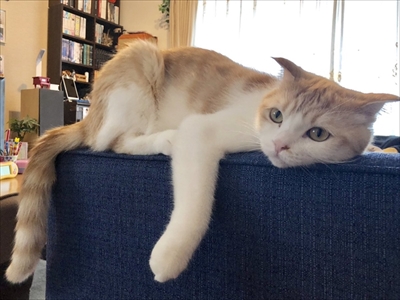 玄関で出迎える猫さん