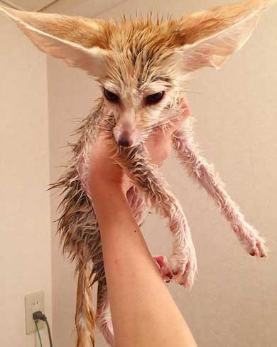 フェネック 風呂 シャンプー もふもふ ふかふか maron__0626