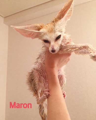 フェネック 風呂 シャンプー もふもふ ふかふか maron__0626