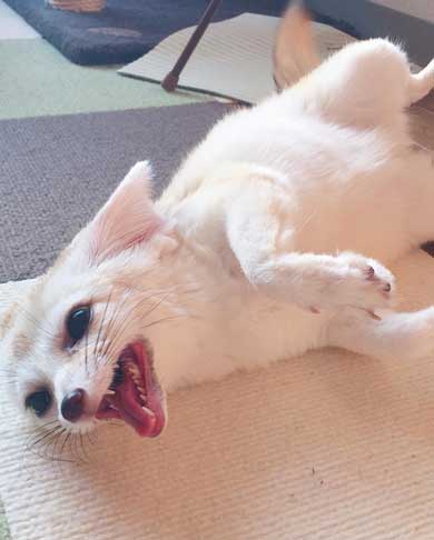 フェネック 風呂 シャンプー もふもふ ふかふか maron__0626