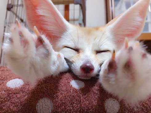 フェネック 風呂 シャンプー もふもふ ふかふか maron__0626