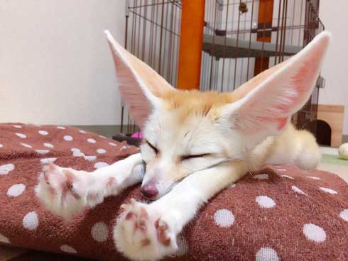 フェネック 風呂 シャンプー もふもふ ふかふか maron__0626