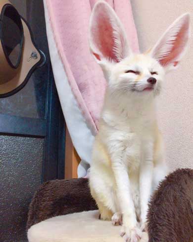 フェネック 風呂 シャンプー もふもふ ふかふか maron__0626