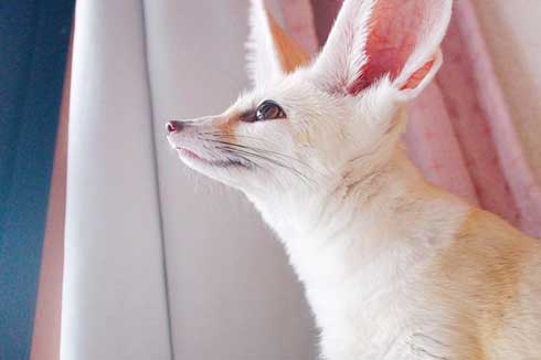 フェネック 風呂 シャンプー もふもふ ふかふか maron__0626