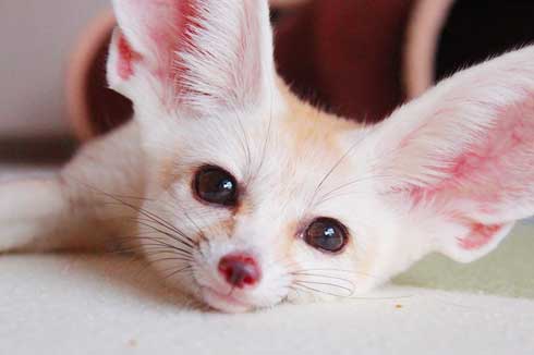 フェネック 風呂 シャンプー もふもふ ふかふか maron__0626