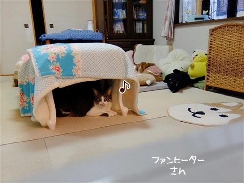 柴犬ひかりといちごと猫ミルキー