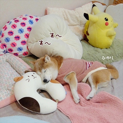 柴犬ひかりといちごと猫ミルキー