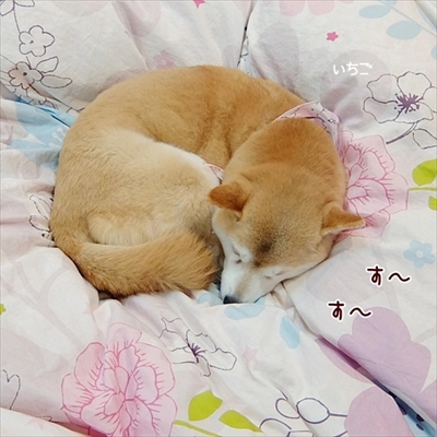 柴犬ひかりといちごと猫ミルキー