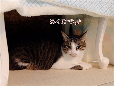 柴犬ひかりといちごと猫ミルキー