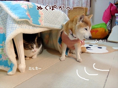柴犬ひかりといちごと猫ミルキー