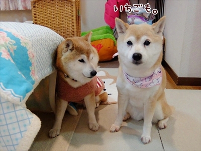 柴犬ひかりといちごと猫ミルキー