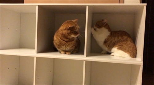 茶太郎きなこの短足日記