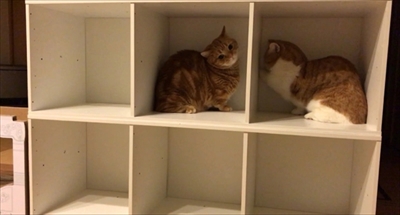 茶太郎きなこの短足日記