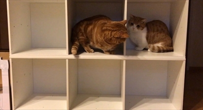 茶太郎きなこの短足日記